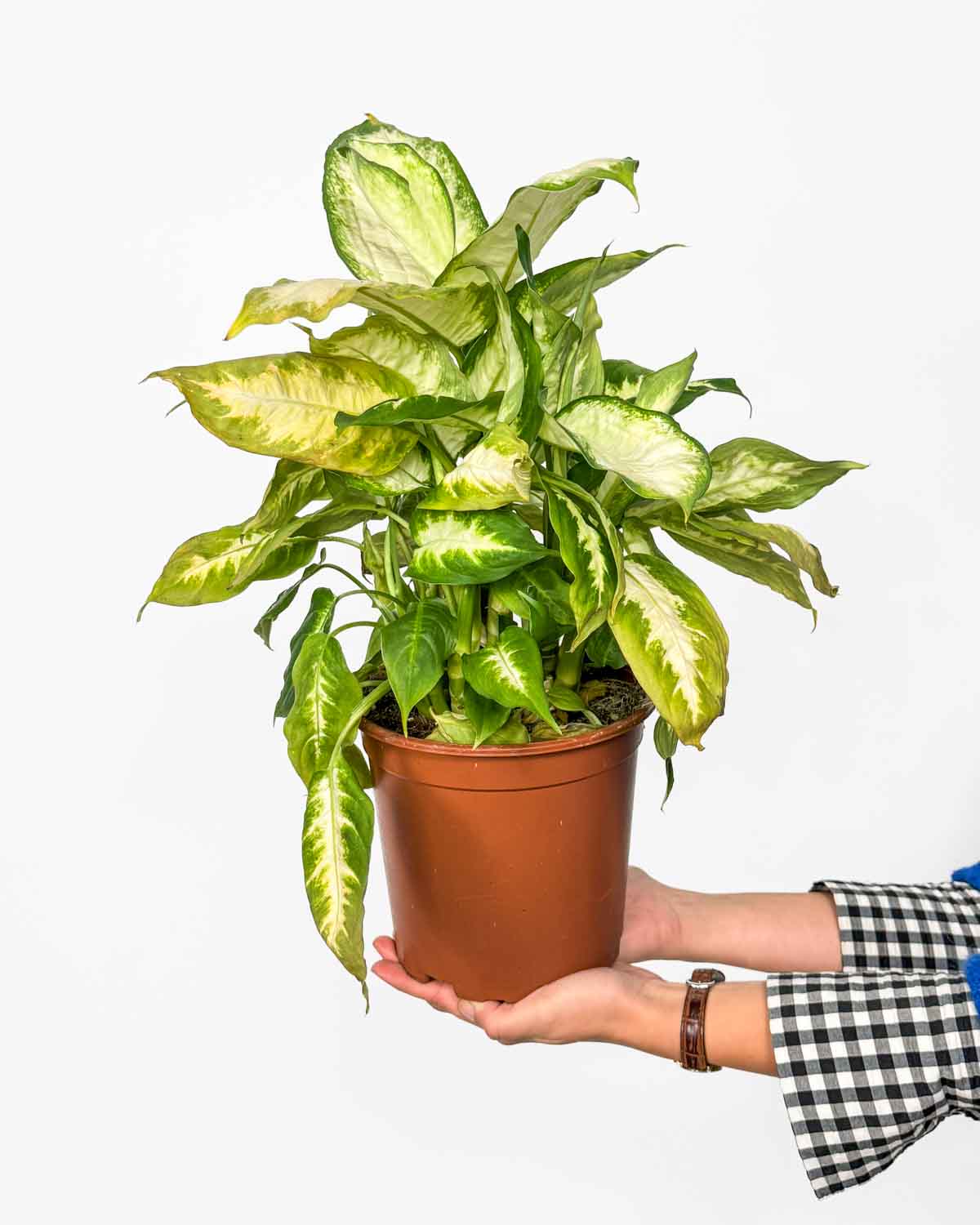 Difenbachie 'Camilla' 'ZACHRAŇ MĚ' (Dieffenbachia) (XL)