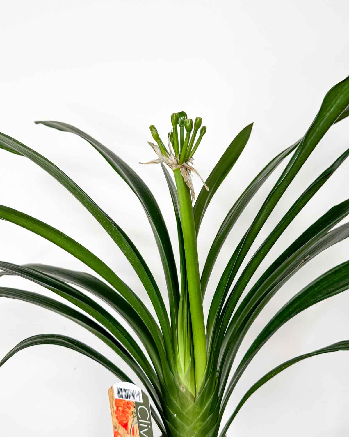 Klívie 'Castle' 'ZACHRAŇ MĚ' (Clivia miniata) (M)