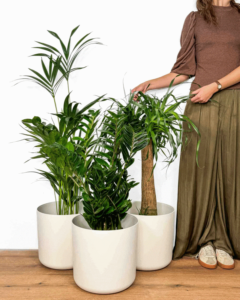 Balíček 'Zelená kancelář' XXL (3 XXL rostliny v dekorativním květináči)