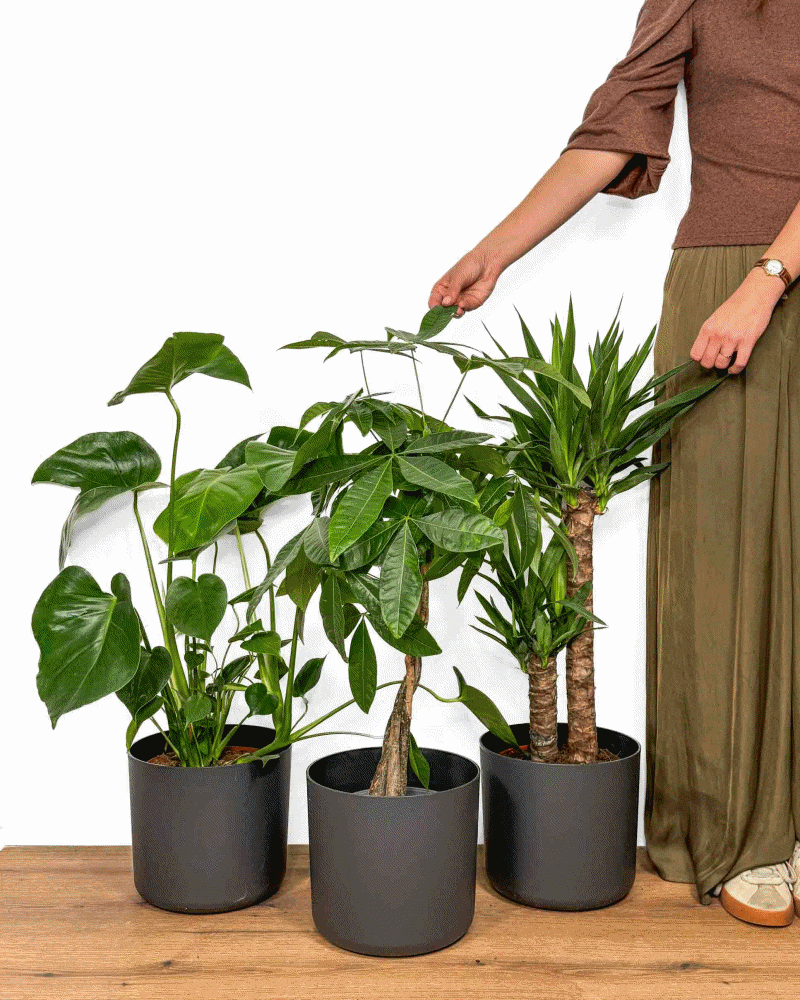 Balíček 'Zelená kancelář' XL (3 XL rostliny v dekorativním květináči)