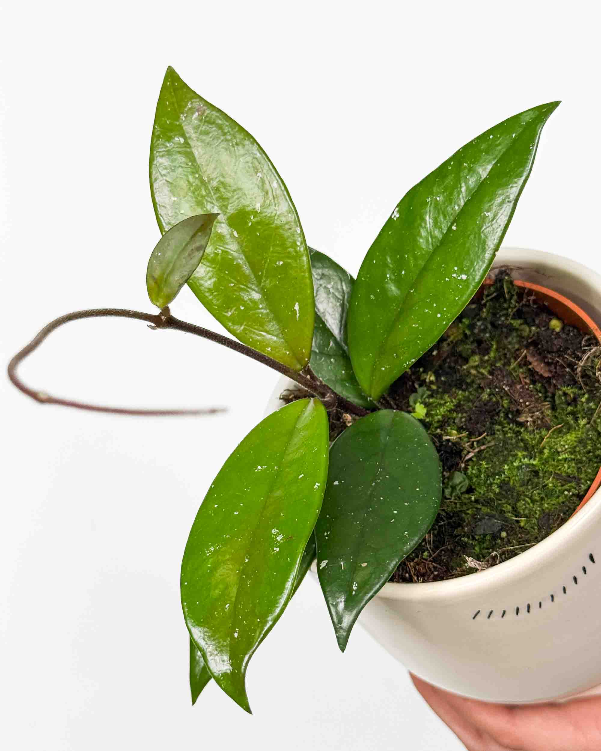 Voskovka 'Stardust' (Hoya carnosa) (S)