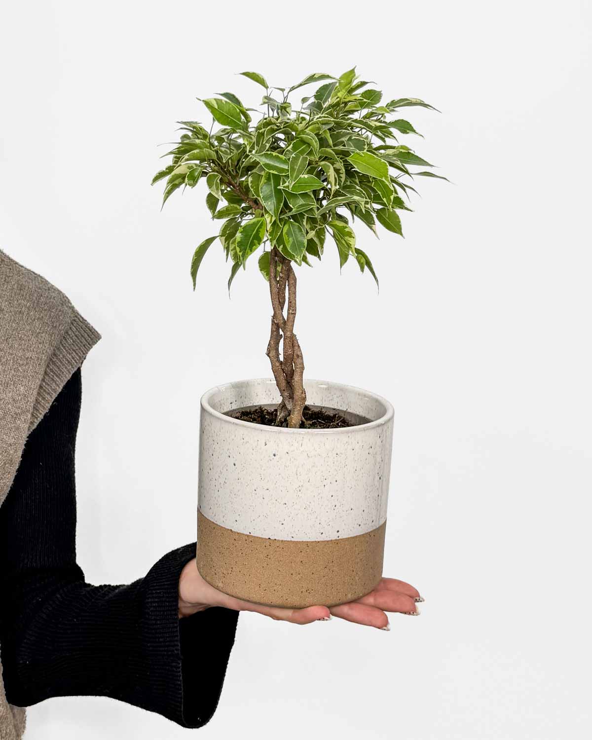 Fíkus benjamin 'Bushy King' (Ficus benjamina) (M)