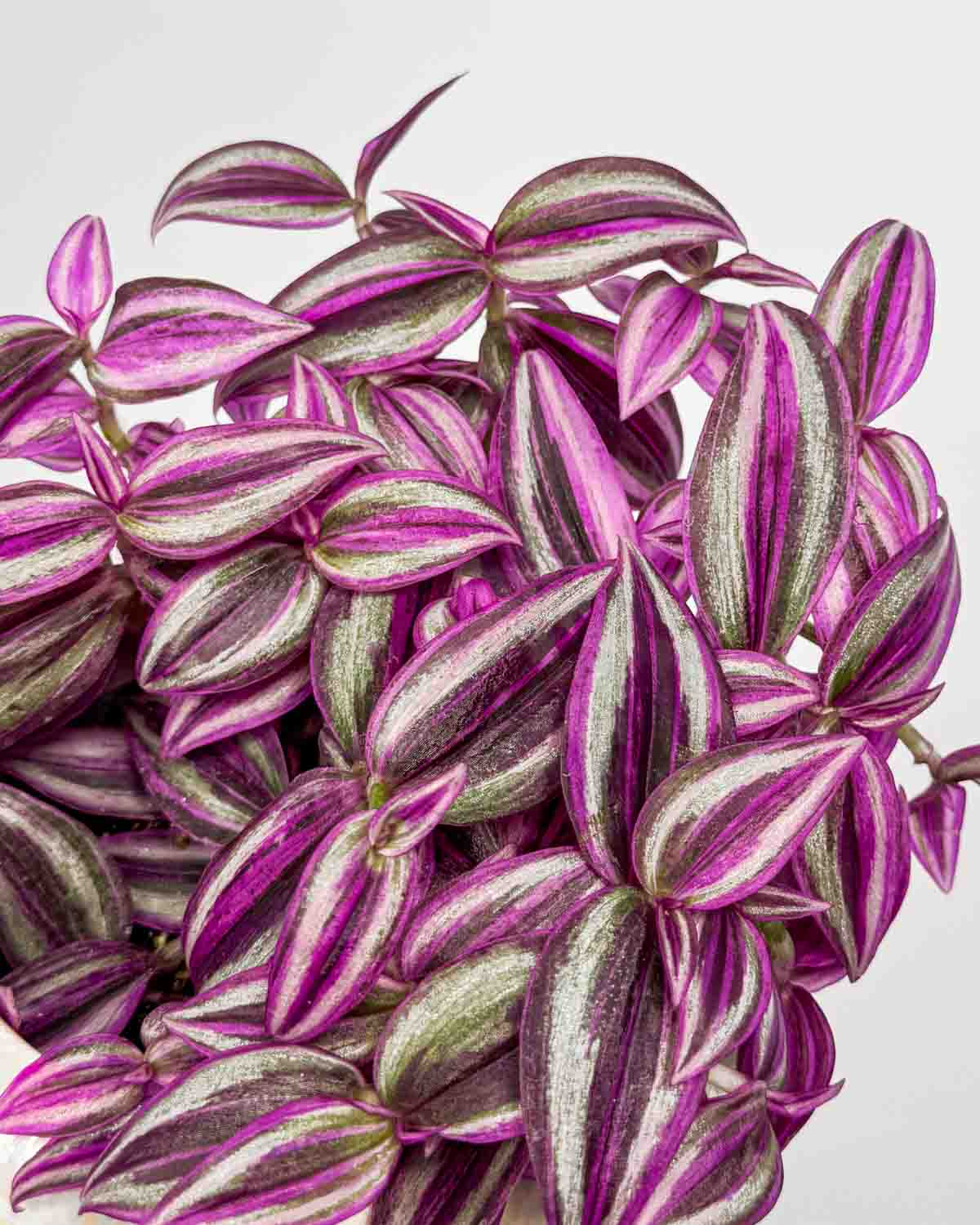 Podeňka 'Pink Paradise' (Tradescantia zebrina) (M)