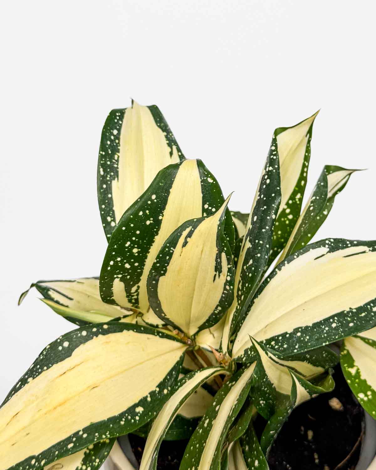 Dračinec 'Milky Way' (Dracaena surculosa) (M)