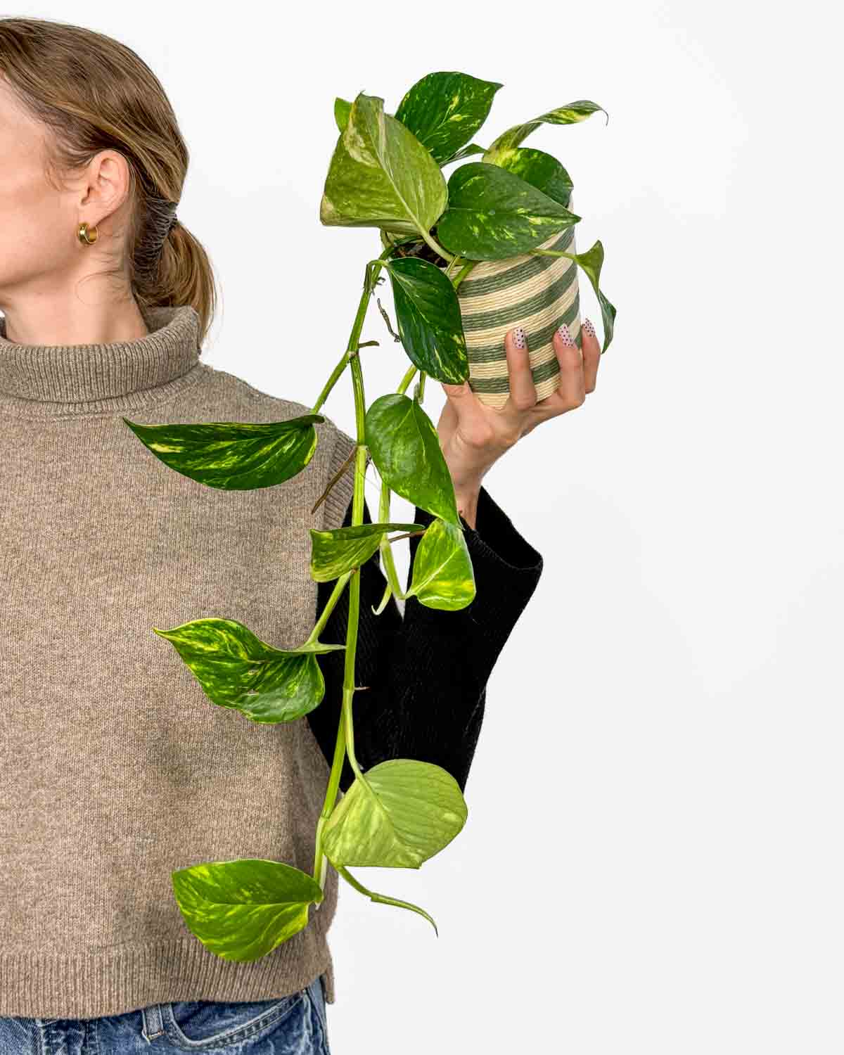Golden pothos (Epipremnum pinnatum 'Aureum') (M)