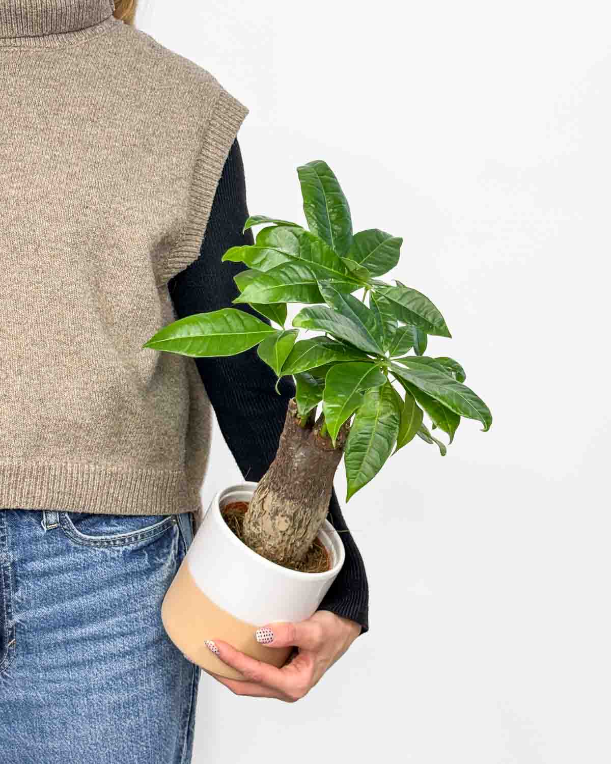 Pachira vodní - strom peněz (Pachira aquatica) (M)