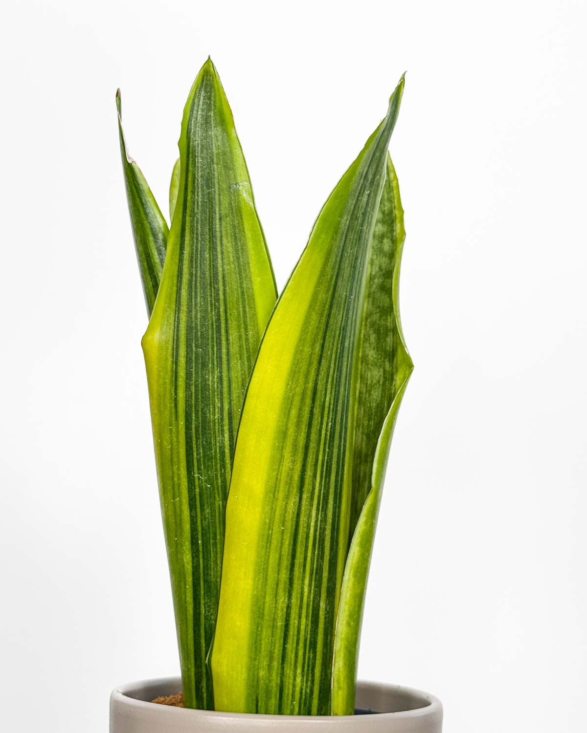 Tchýnin jazyk 'Jamaiquina Queen Variegata' (Sansevieria trifasciata) (M)