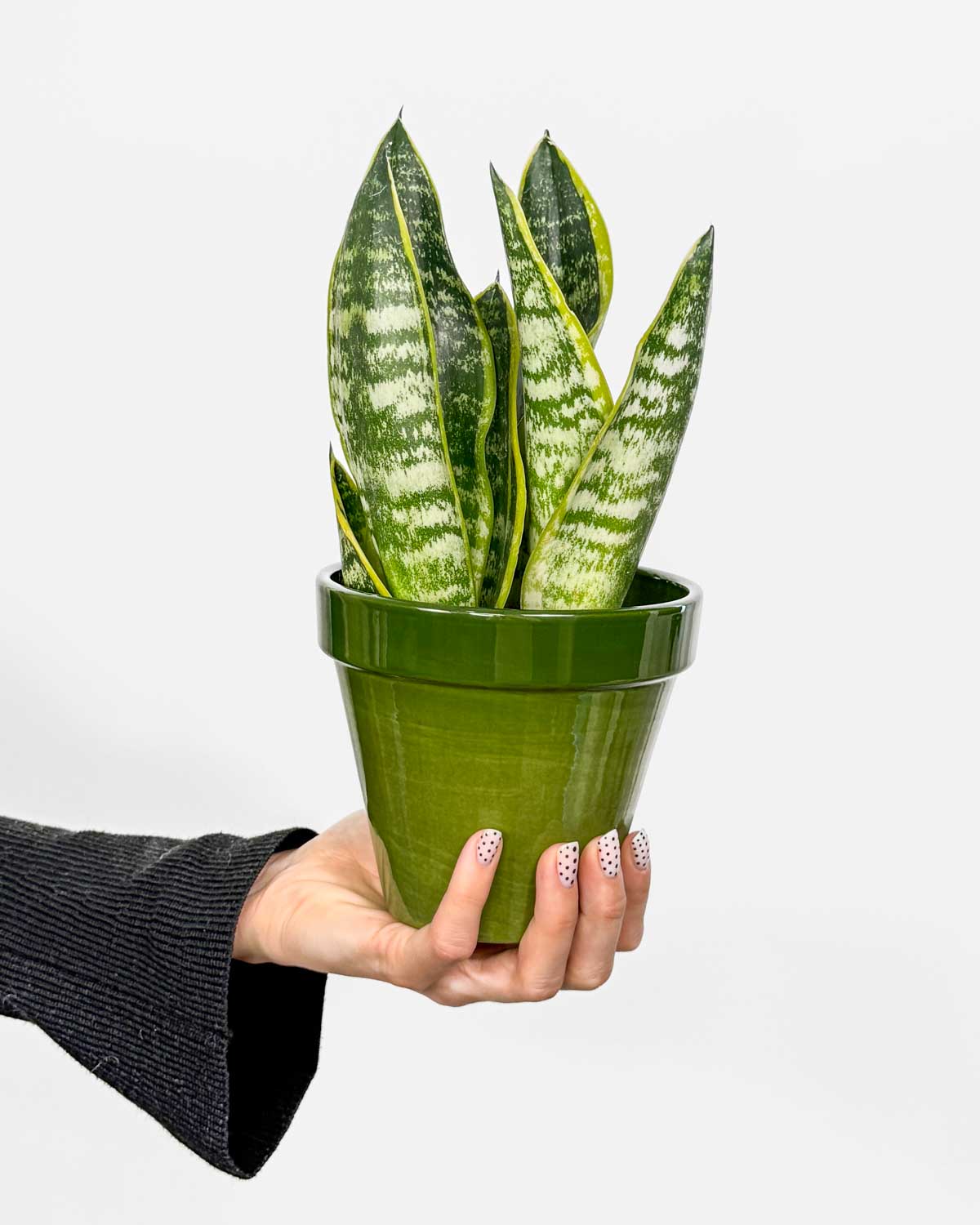 Tchýnin jazyk 'Futura Superba' (Sansevieria trifasciata) (S)