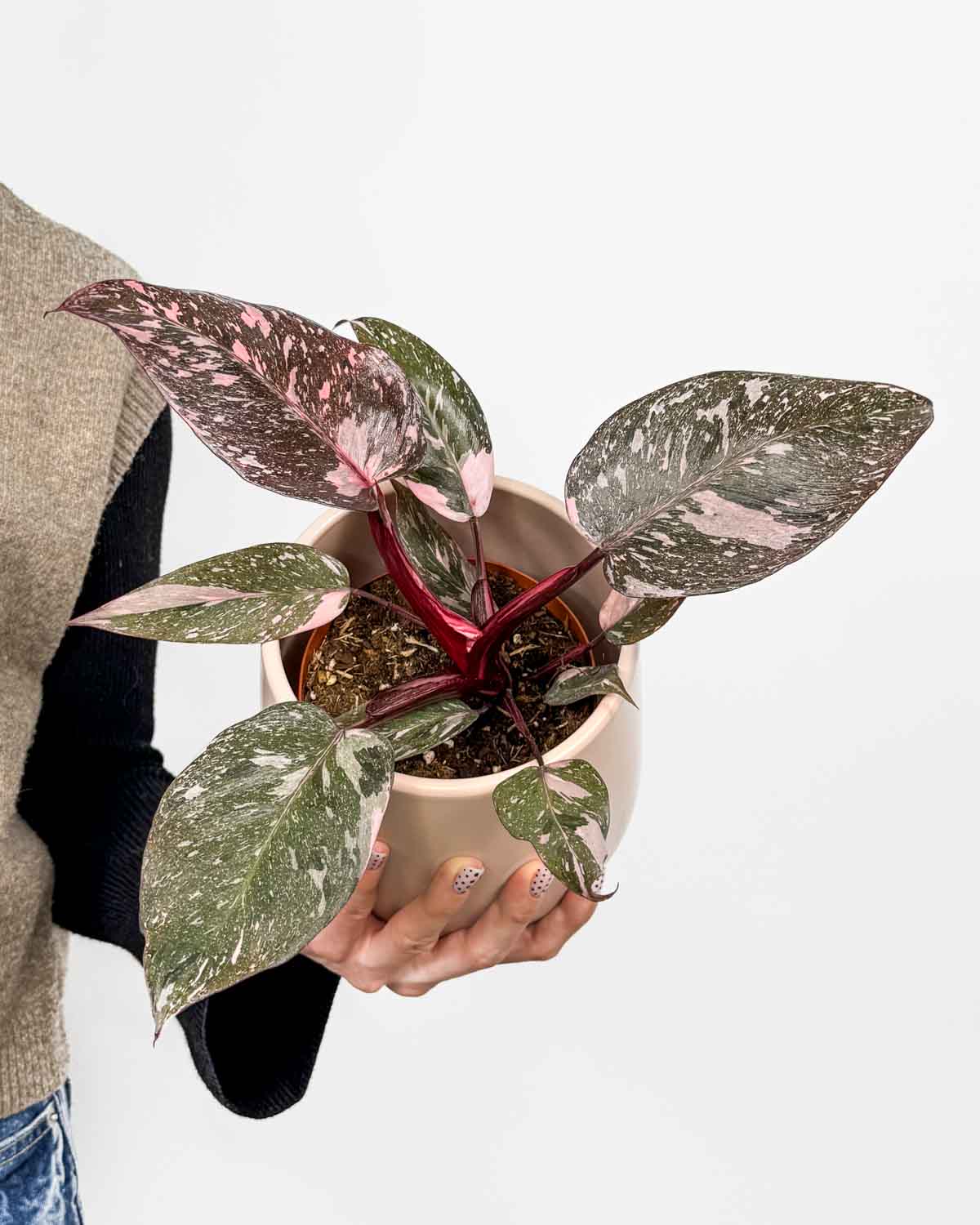 Filodendron 'Pink Princess' (Philodendron) (M)