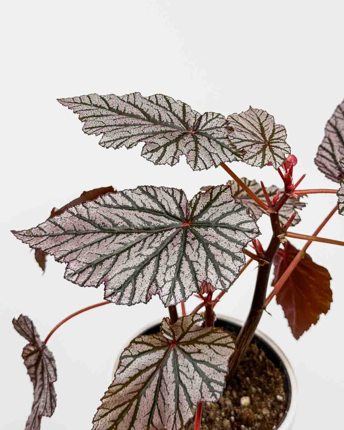 Begónie 'Ashura Wing' (Begonia) (M)