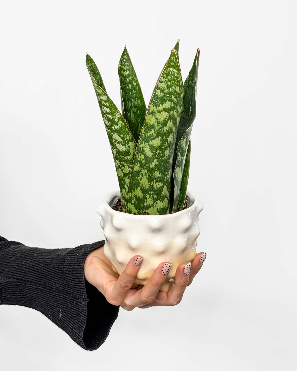 Tchýnin jazyk 'Jamaiquina Queen' (Sansevieria trifasciata) (S)