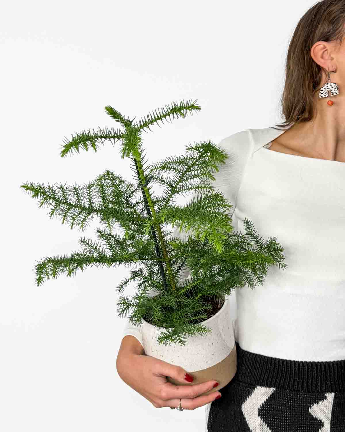 Vánoční pokojová jedle (Araucaria heterophylla) (M)