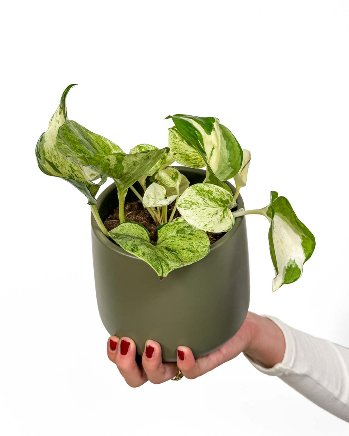 Pothos 'Happy leaf' (Epipremnum pinnatum) (M)