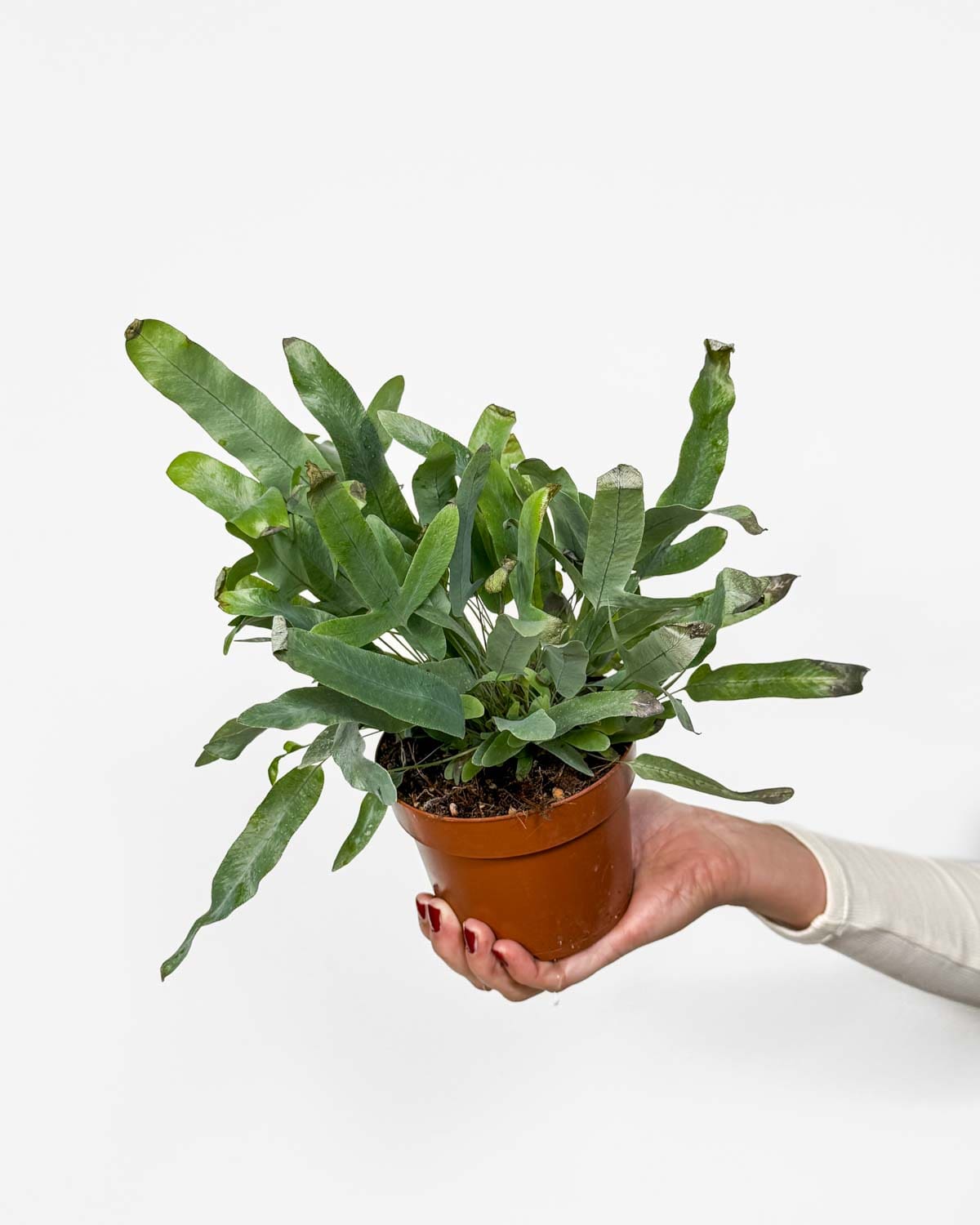 Kapradina 'Blue Star' 'ZACHRAŇ MĚ'(Phlebodium aureum) (M)