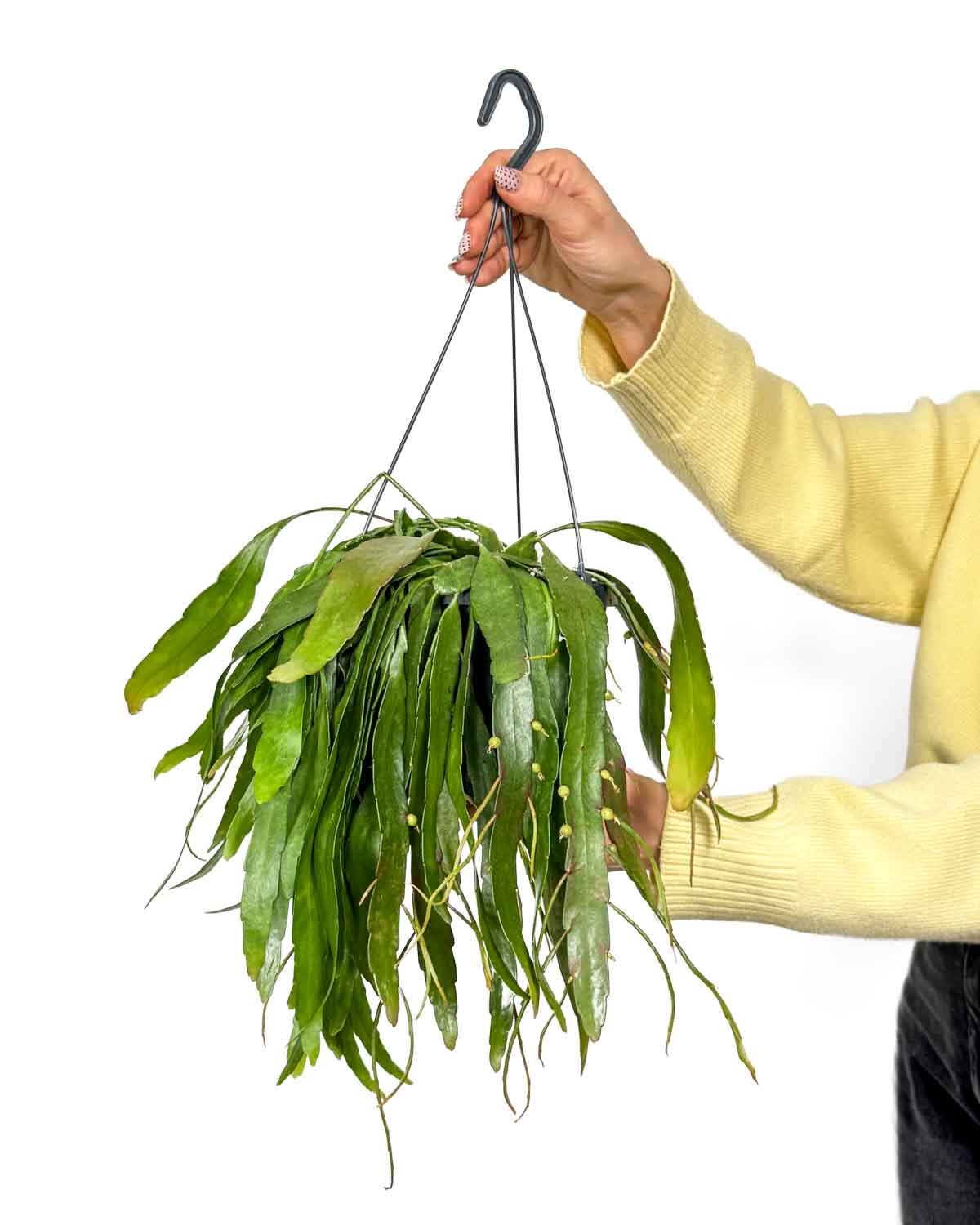 Tropický kaktus 'Red Coral' (Kimnachia ramulosa) (L)