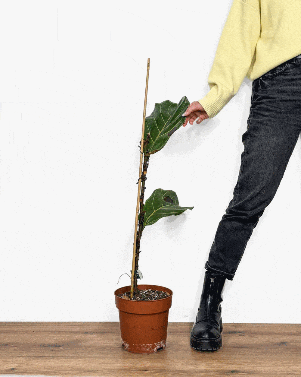 "Zachraň mě" XL rostlina (outlet rostlina)