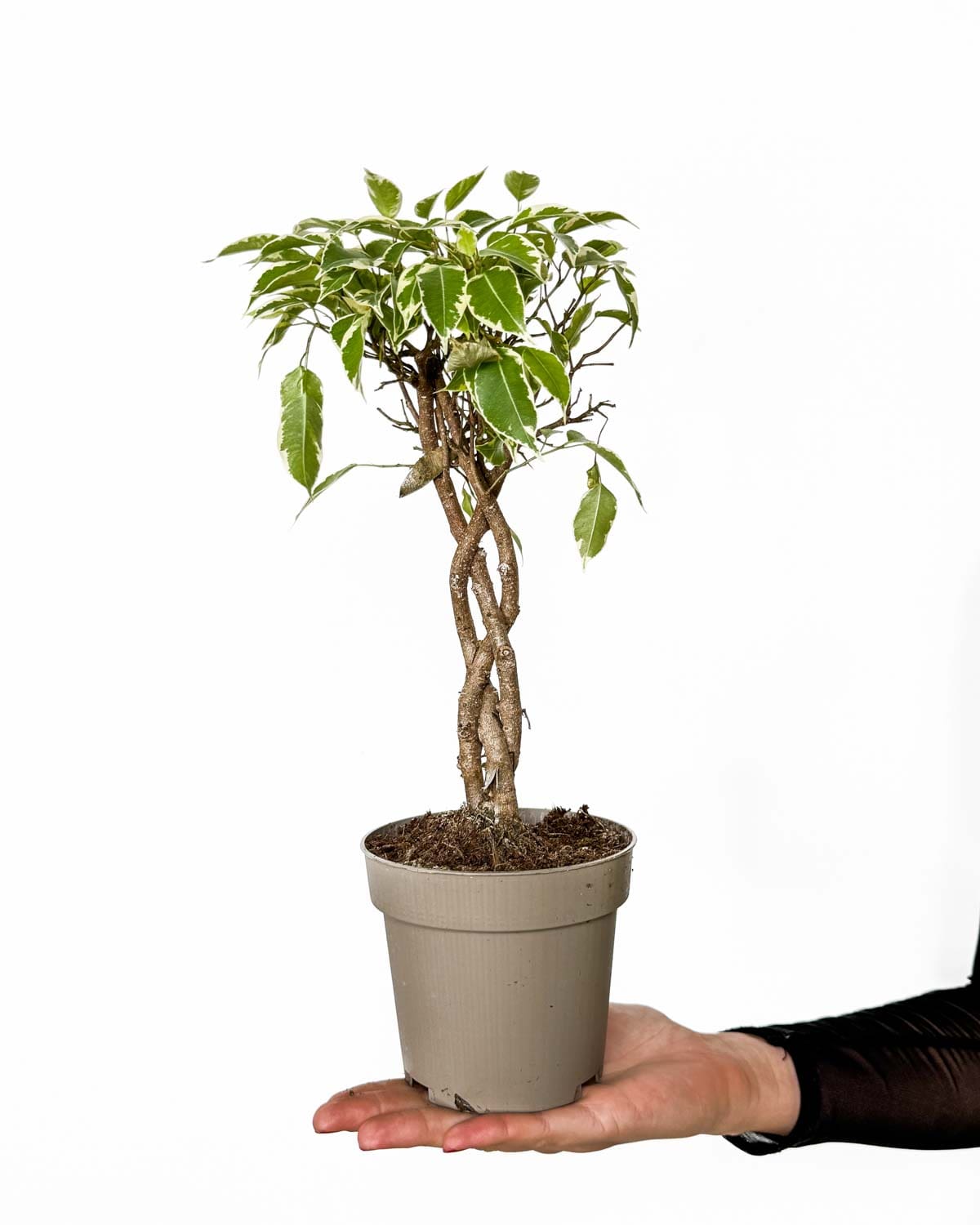 Fíkus benjamin 'Bushy King' 'ZACHRAŇ MĚ' (Ficus benjamina) (M)