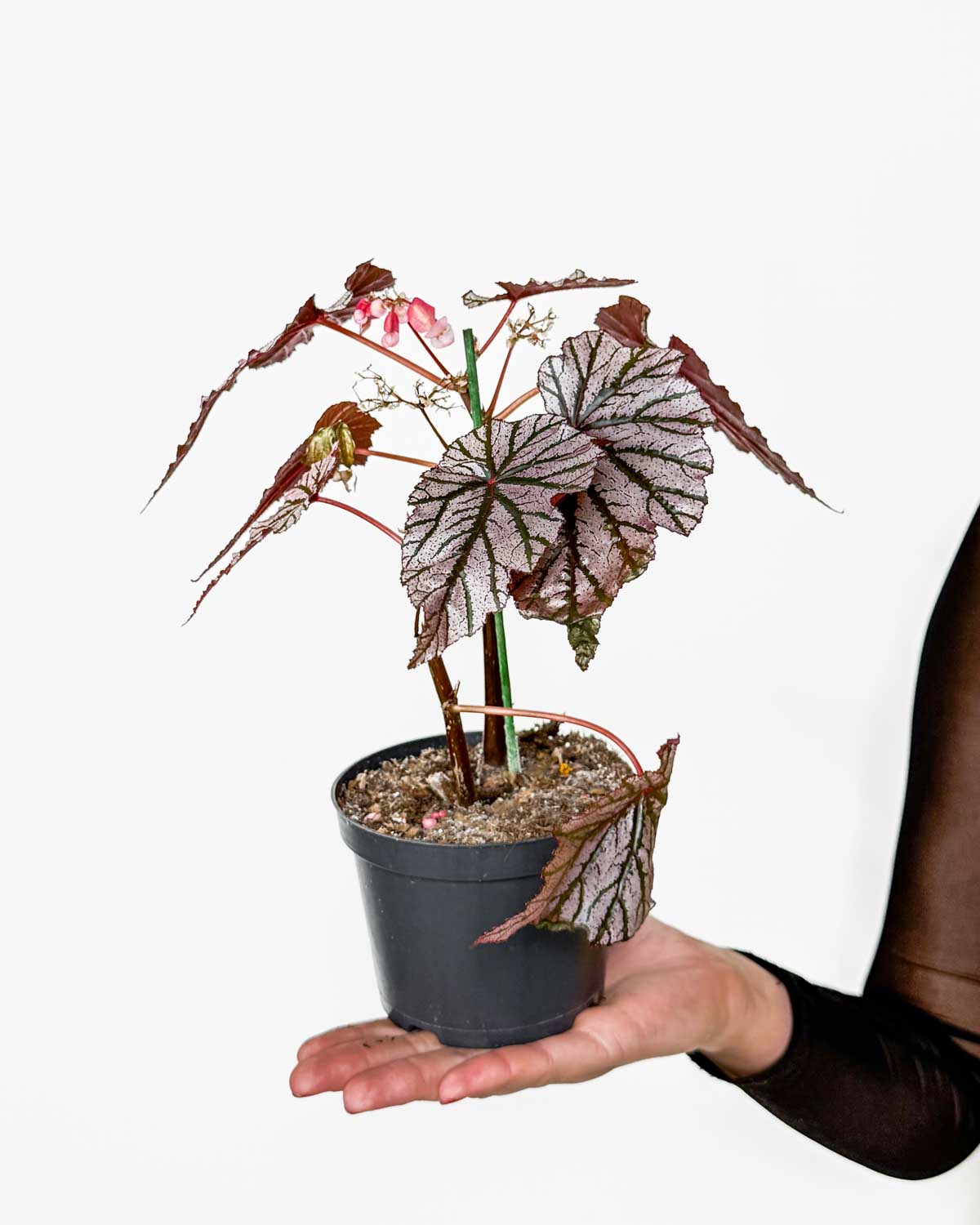 Begónie 'Ashura Wing' 'ZACHRAŇ MĚ' (Begonia) (M)