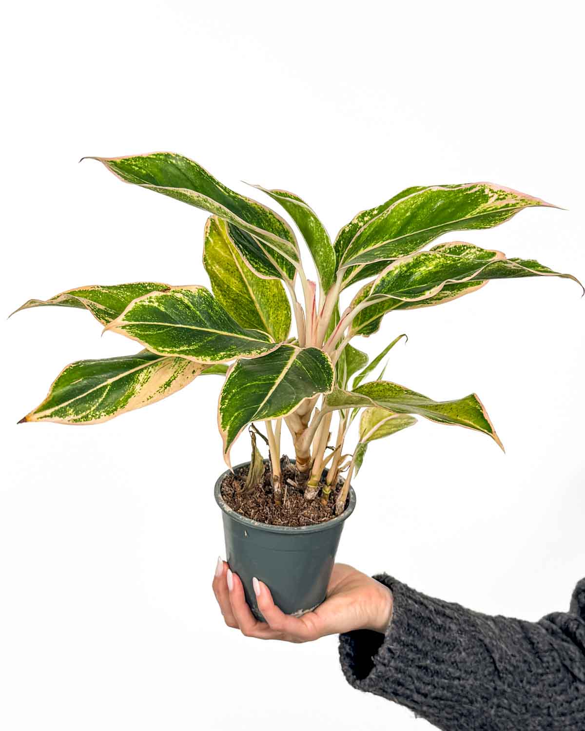 Aglaonema 'Lipstick' 'ZACHRAŇ MĚ' (Aglaonema sp.) (M)