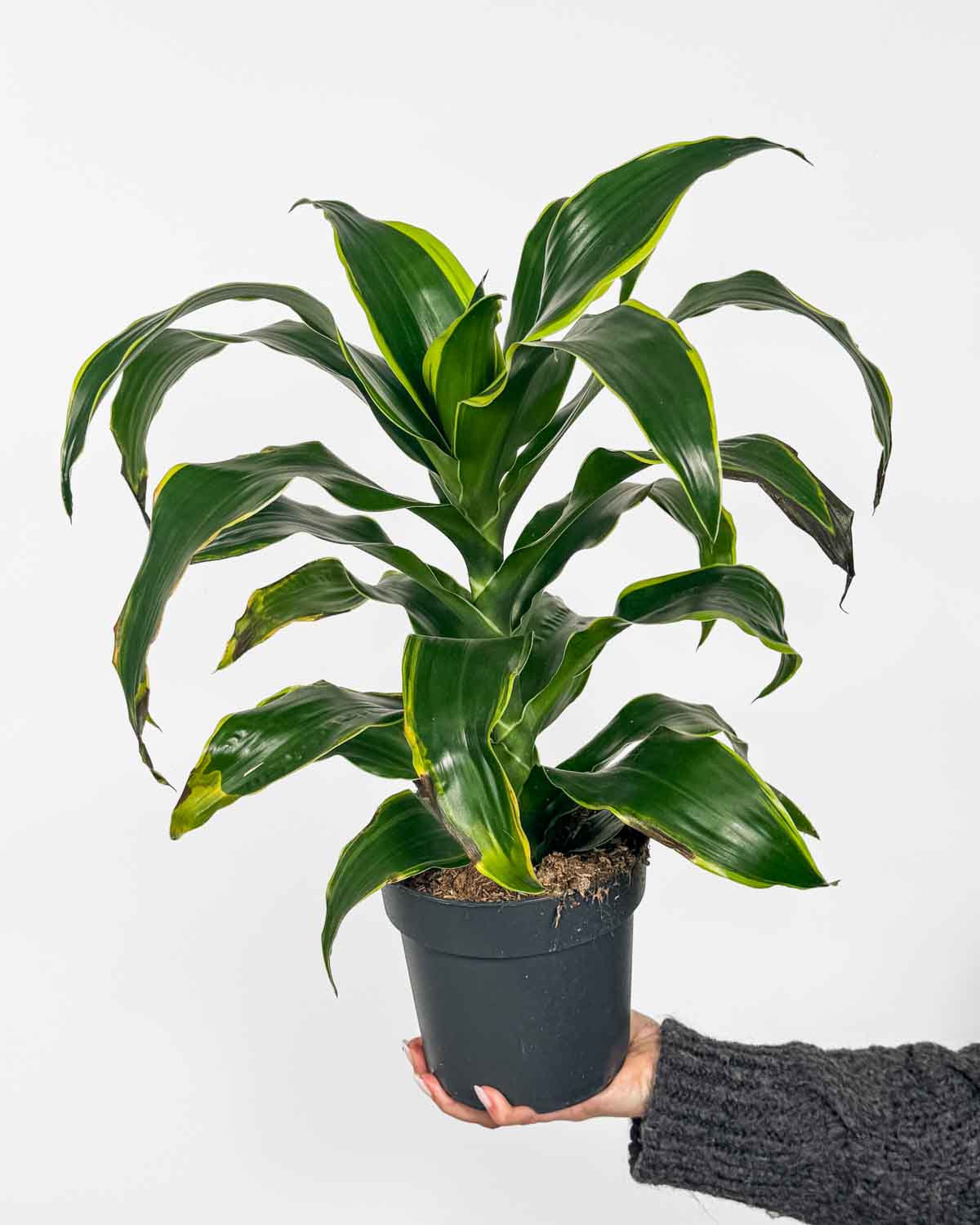 Dračinec 'Dorado' 'ZACHRAŇ MĚ' (Dracaena fragrans) (L)