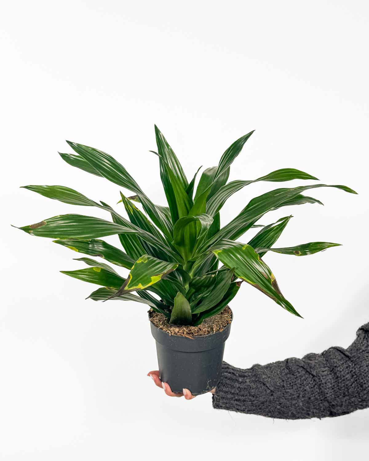 Dračinec 'Green Jewel' 'ZACHRAŇ MĚ' (Dracaena fragrans) (L)