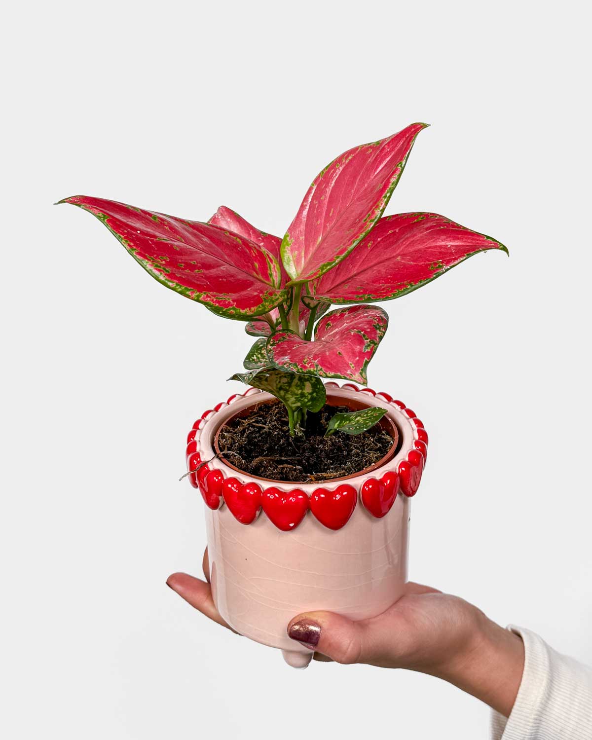 Aglaonema 'Cherry Baby' (Aglaonema) (M)