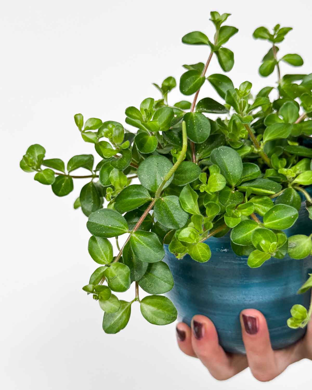 Peperomie 'Yerba Linda' (Peperomia rotundifolia) (M)