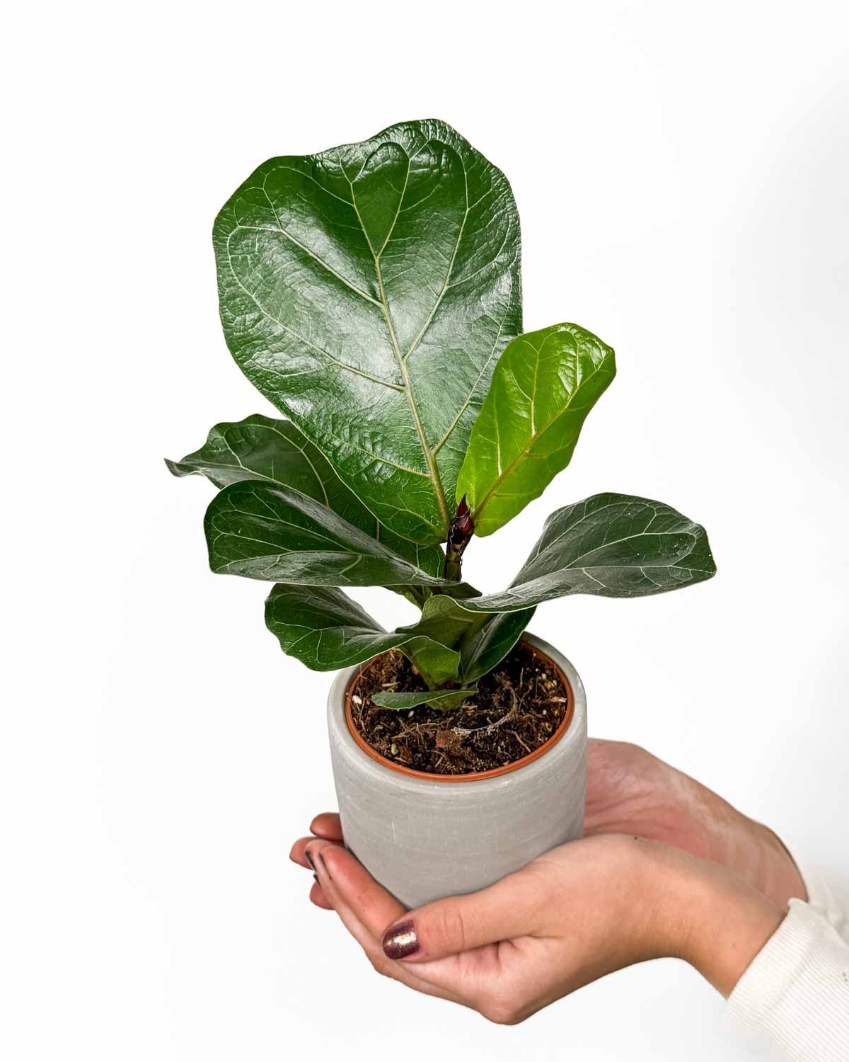 Fíkus lyrata 'Bambino' (Ficus) (S)