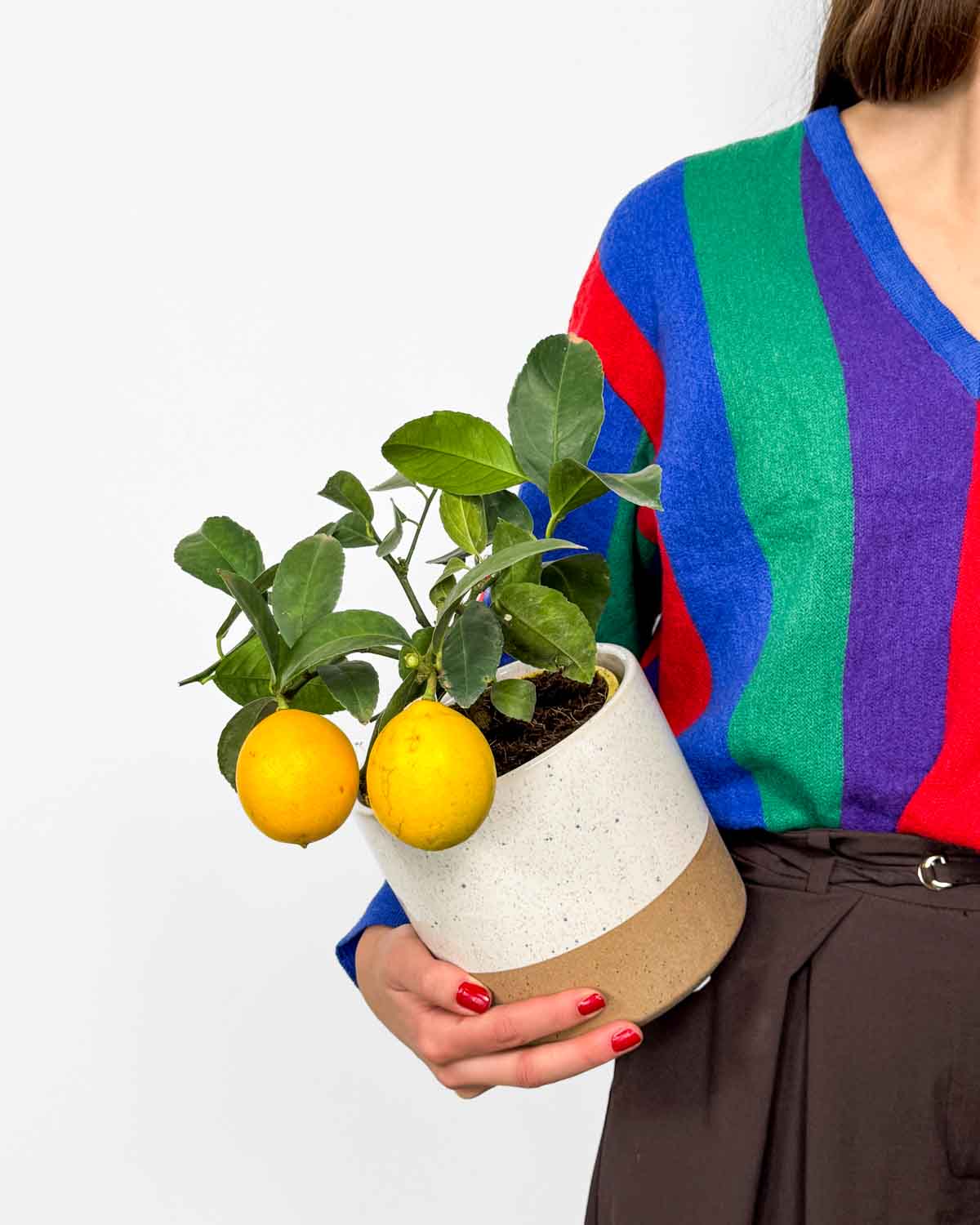 Citroník Meyerův (Citrus x meyeri) (M)