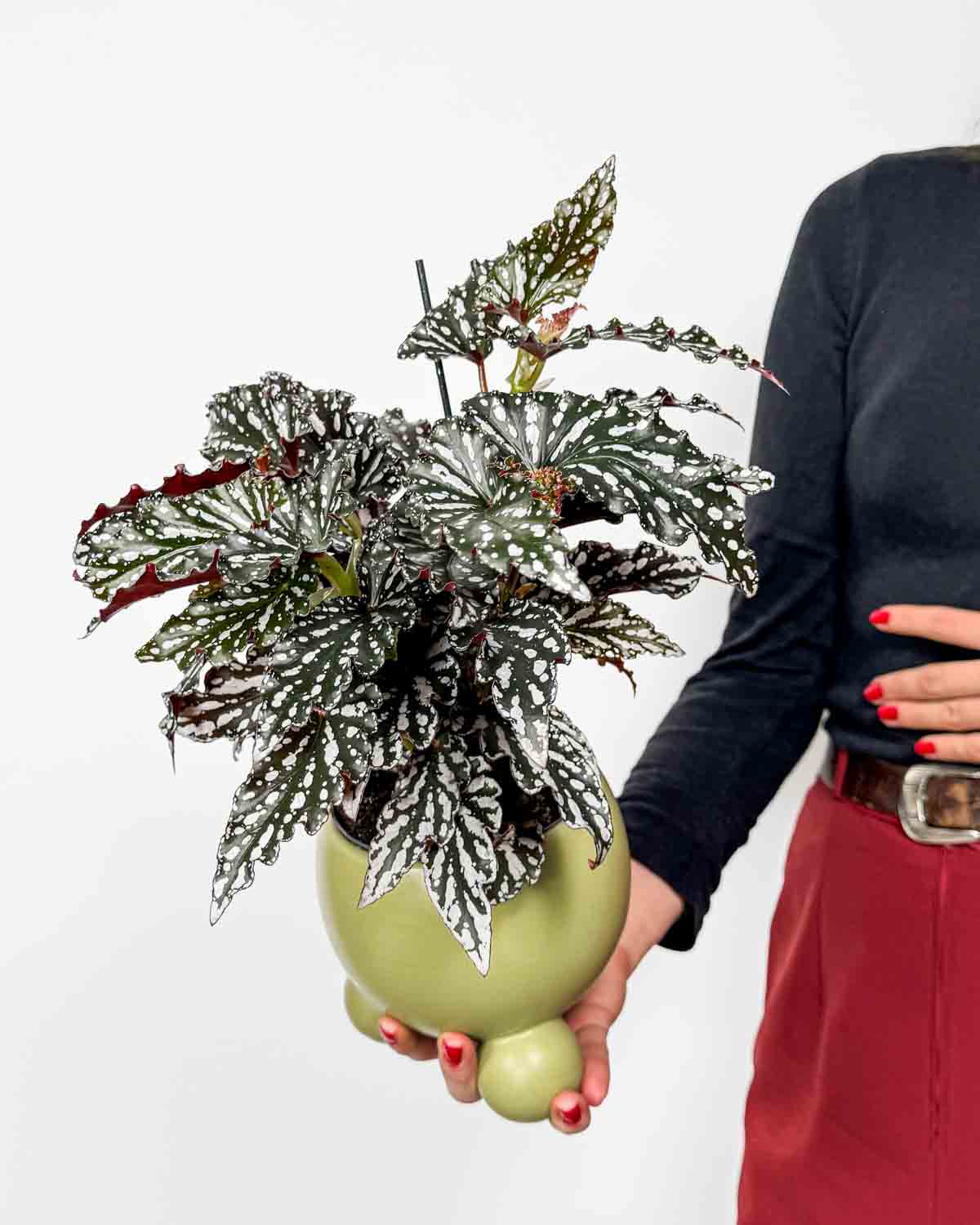 Begónie 'Spotlight Dark' (Begonia maculata) (M)