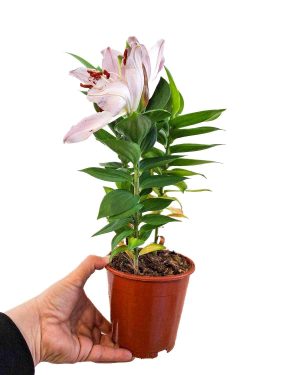 Lilie 'Souvenir' 'ZACHRAŇ MĚ'(Lilium orientalis) (M)