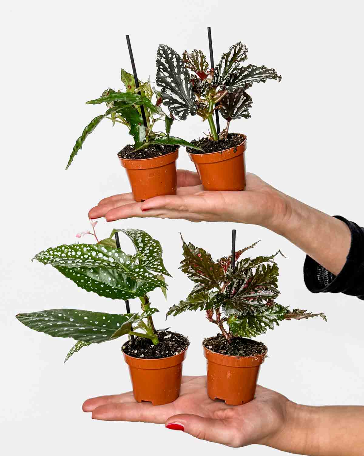 Mini náhodná begonie (Begonia sp.) (XS)