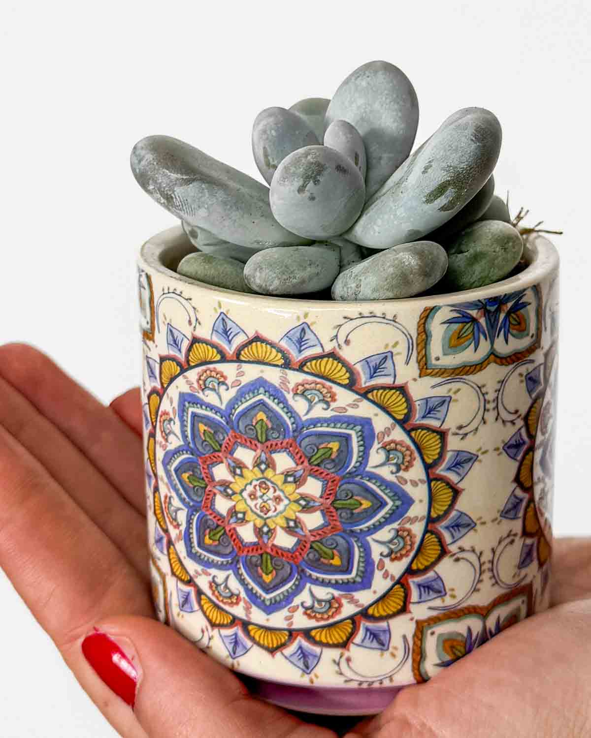 Moonstone sukulent v Mandala květináči (Pachyphytum oviferum) (XS)