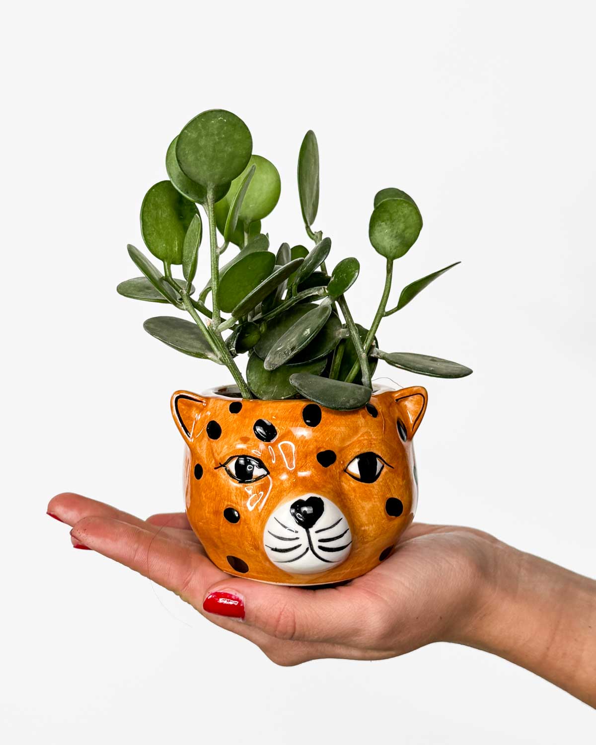 Silver Dollar Vine v Gepard květináči (Xerosicyos danguyi) (XS)