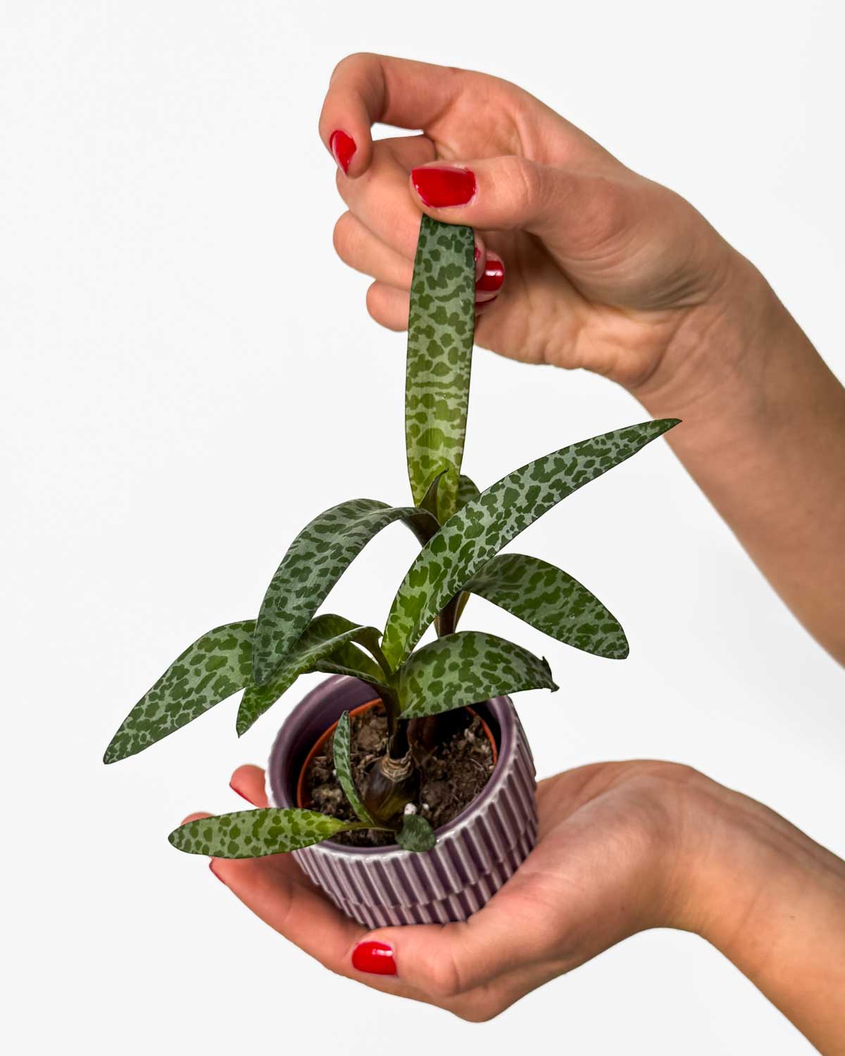 Leopard lily (Ledebouria socialis) (XS)