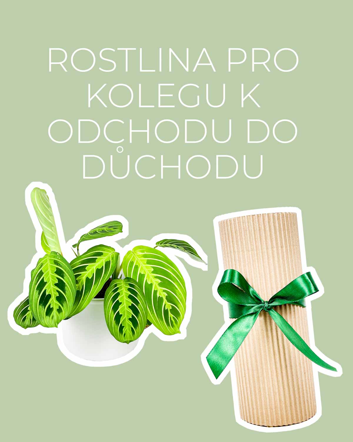 Dárek - Rostlina pro kolegu k odchodu do důchodu (Maranta Lemon Lime)