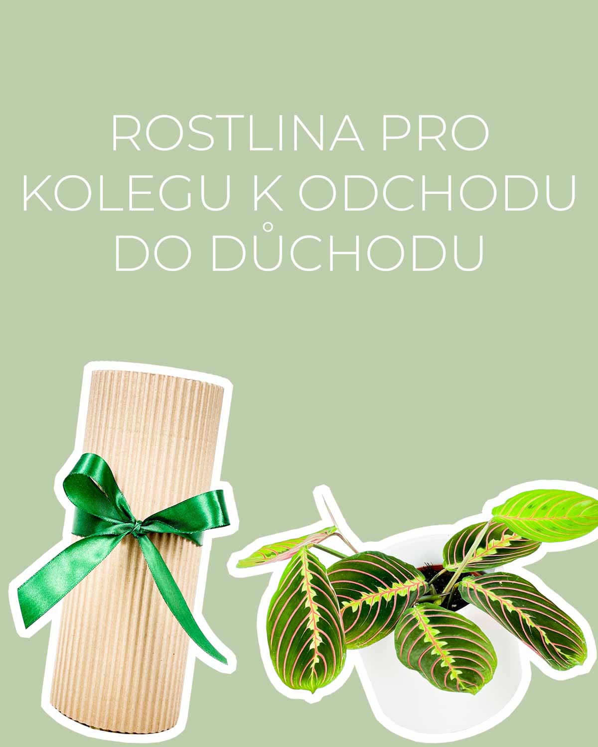 Dárek - Rostlina pro kolegu k odchodu do důchodu (Maranta Tricolor)