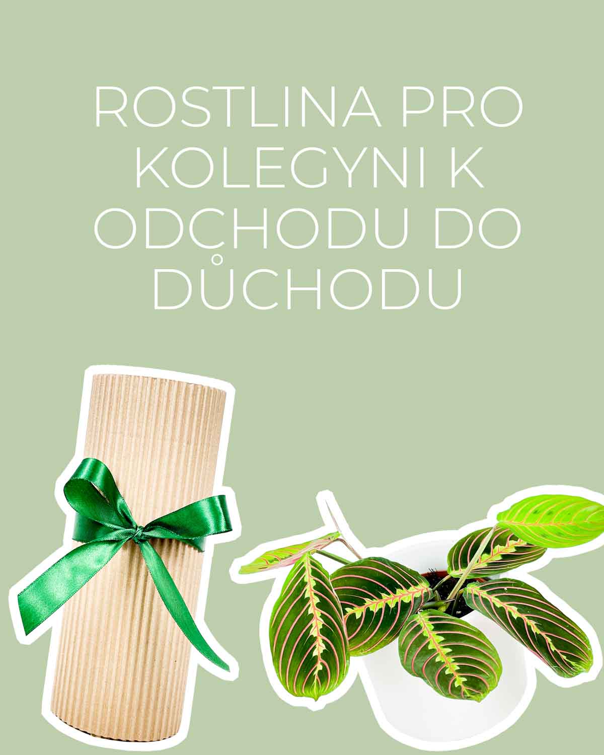 Dárek - Rostlina pro kolegyni k odchodu do důchodu (Maranta Tricolor)