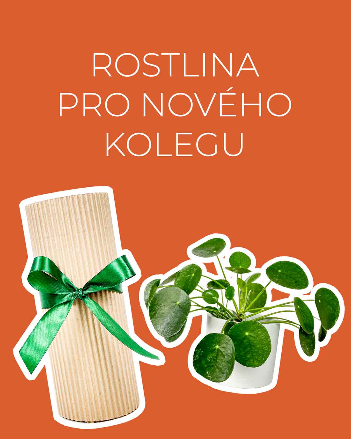 Dárek - Rostlina pro nového kolegu (Pilea peperomioides M)