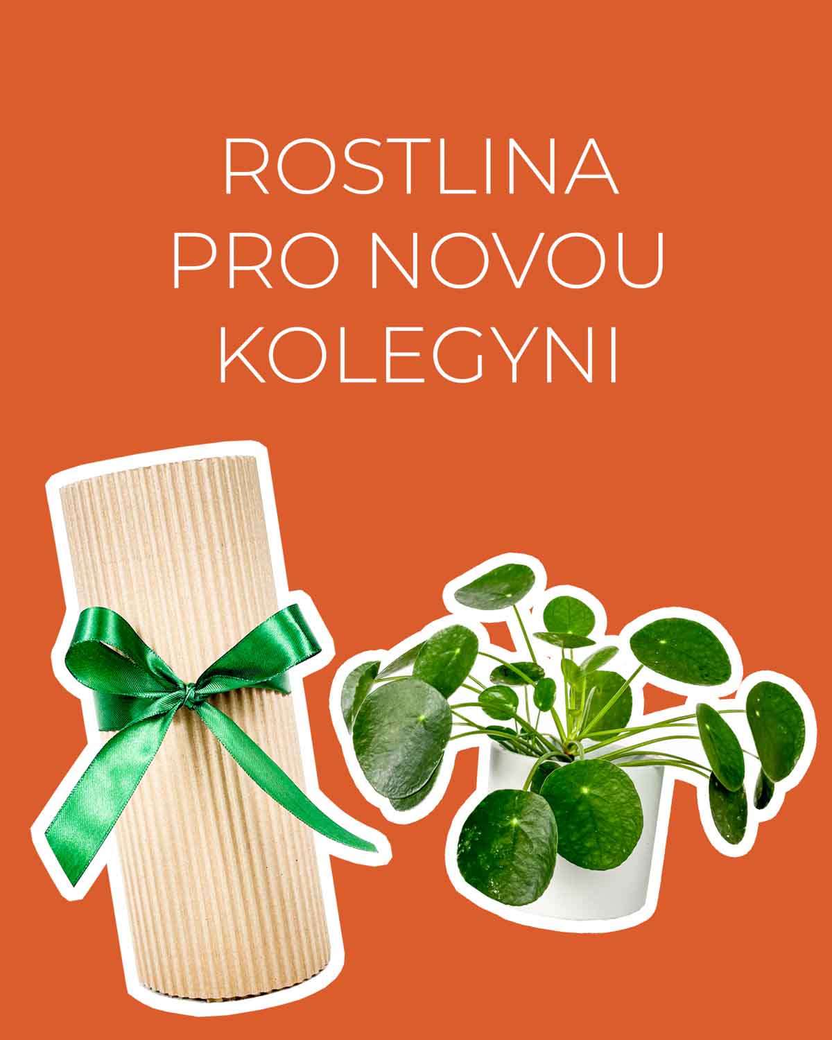 Dárek - Rostlina pro novou kolegyni (Pilea peperomioides M)