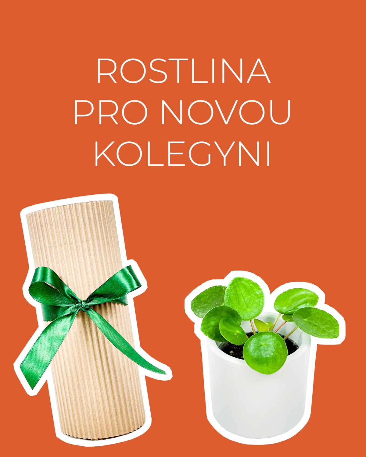 Dárek - Rostlina pro novou kolegyni (Pilea peperomioides XS)
