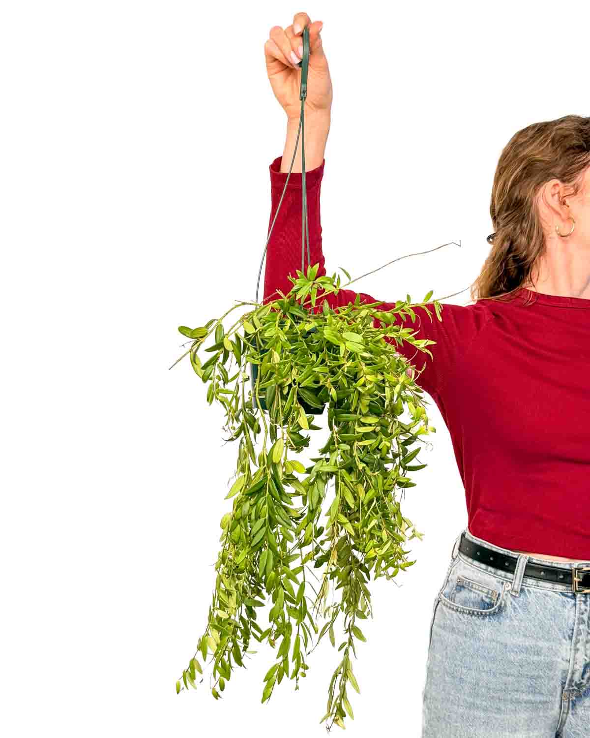 Lipstick plant 'Caroline' 'ZACHRAŇ MĚ' (Aeschynanthus radicans) (M)