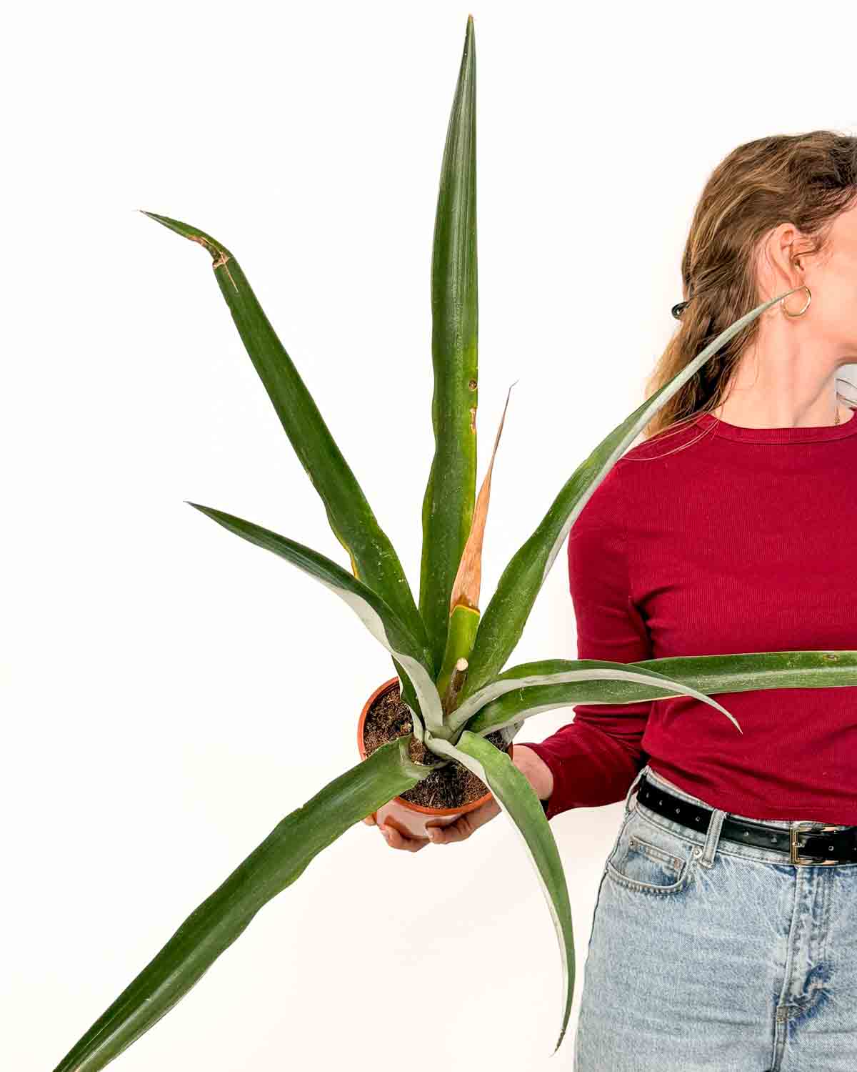 Ananas 'Champaca' 'ZACHRAŇ MĚ' (Ananas comosus) (M)