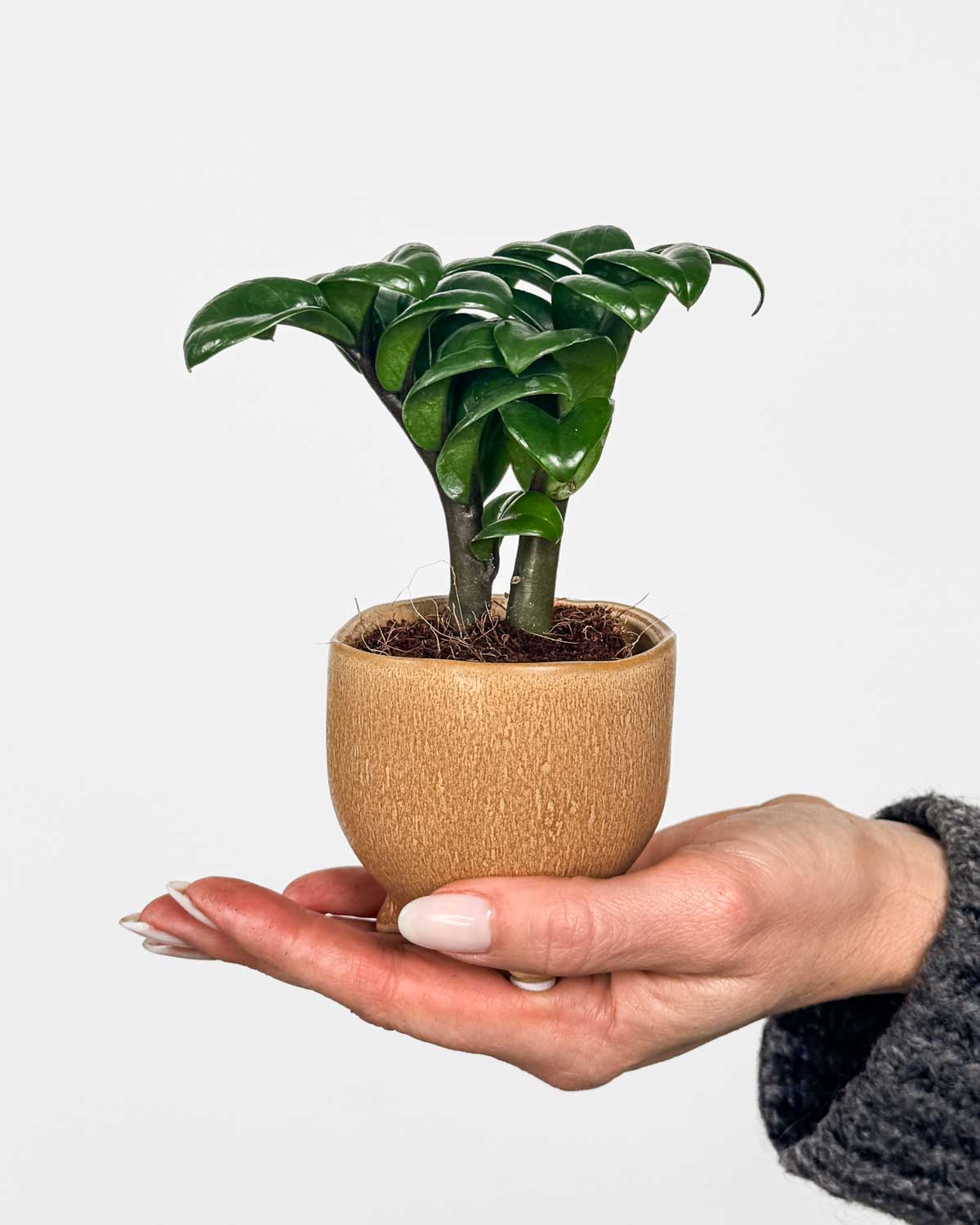 Zamiokulkas 'Zenzi' (Zamioculcas zamiifolia) (XS)