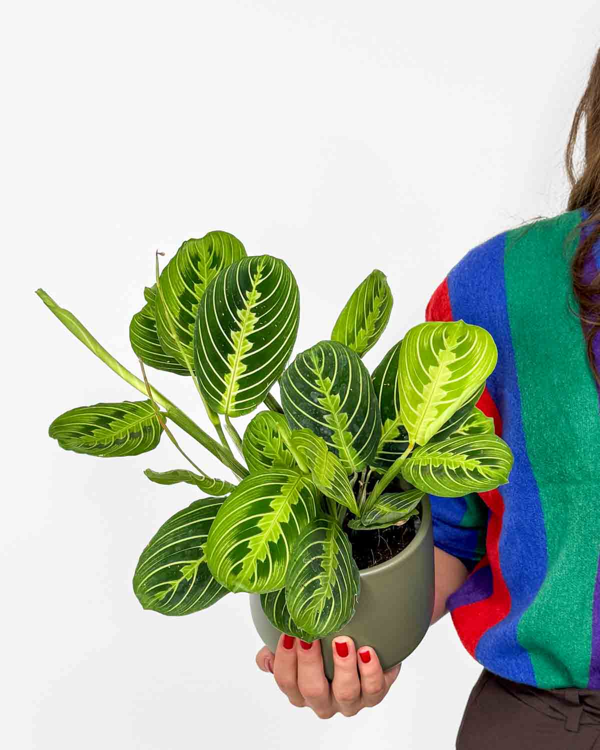 Maranta 'Lemon Lime' (Maranta leuconeura) (M)