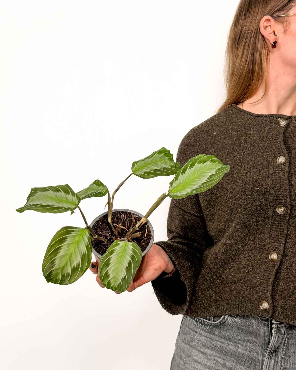 Maranta 'Silver Band' 'ZACHRAŇ MĚ'(Maranta leuconeura) (M)