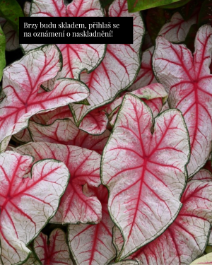 Kaládium 'Fiesta' (Caladium) (1 jumbo hlíza)