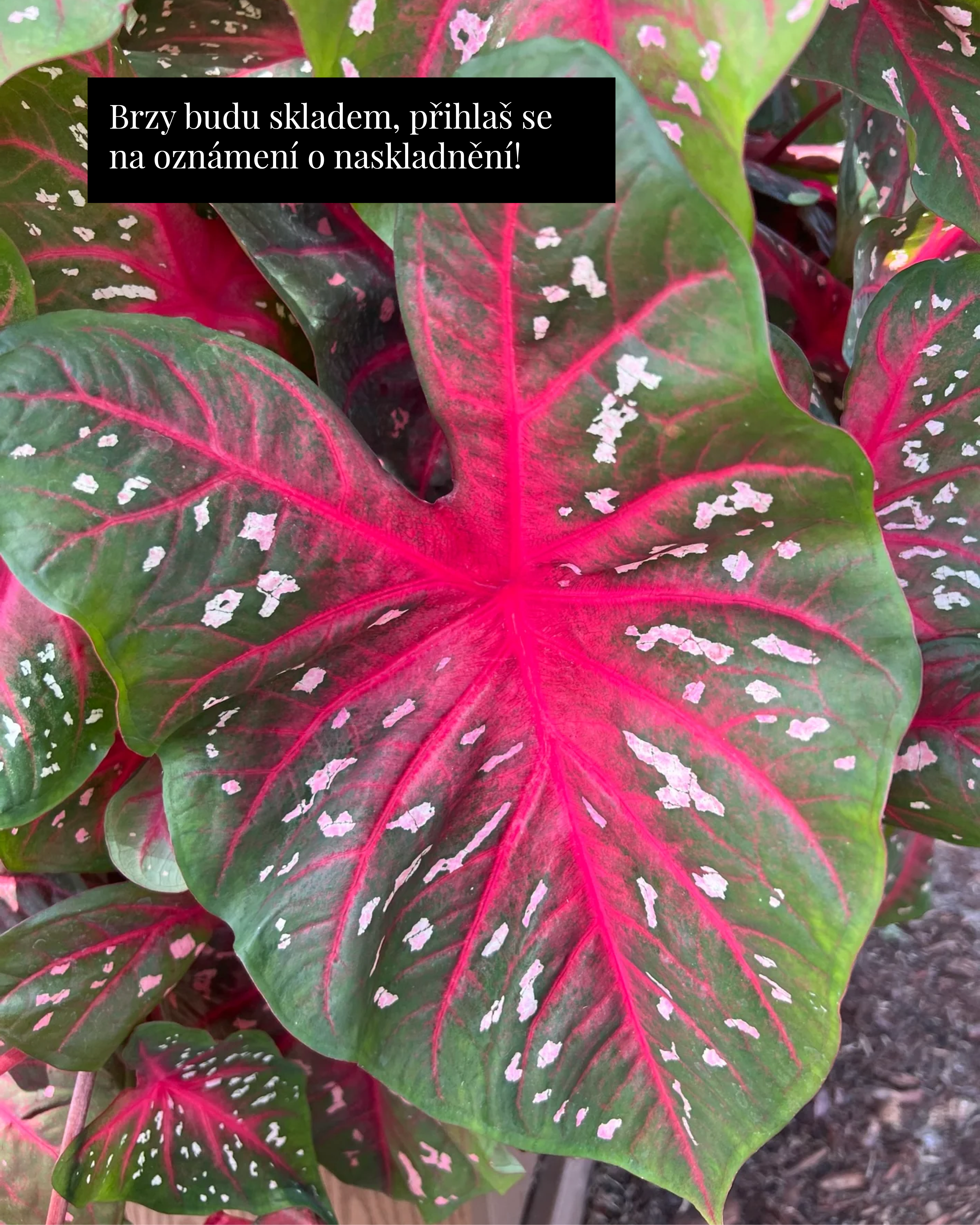 Kaládium ‚Red Flash‘ (Caladium sp.) (1 jumbo hlíza)