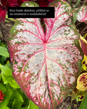 Kaládium 'Tapestry' (Caladium sp.) (1 hlíza)