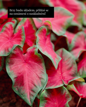 Kaládium 'Cherry Tart' (Caladium sp.) (1 jumbo hlíza)